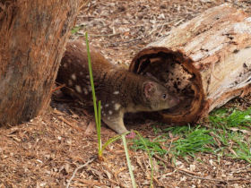 Tiger Quoll conservation holiday in Australia