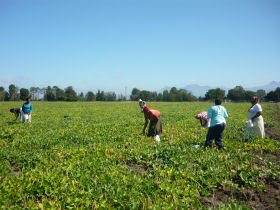 Western Cape self catering guest farm in South Africa