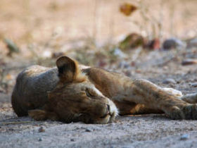 South Luangwa safari in Zambia 