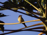 Port Antonio hotel, birdwatching