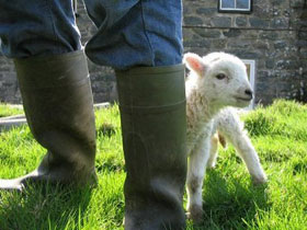 Snowdonia bed & breakfast and campsite, Wales