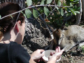 Volunteer with children & animals in South Africa