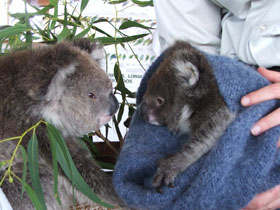 Great Ocean Road accommodation, Australia