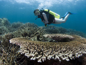Pom Pom Island resort in Borneo