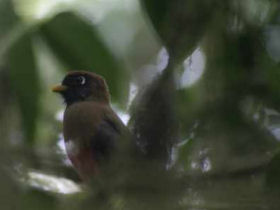 Ecuador cloud forest ecolodge, Mindo