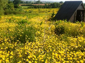 Organic farmstay accommodation in Somerset, England