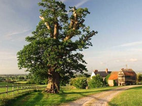 Organic farmstay accommodation in Somerset, England