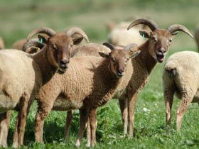 Luxury self catering accommodation on the Isle of Wight