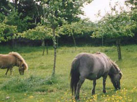 West Devon accommodation, B&B on organic farm 
