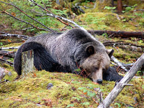 Grizzly bear watching holiday in British Columbia