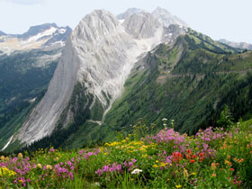 Grizzly bear watching holiday in British Columbia
