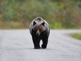 Grizzly bear watching holiday in British Columbia