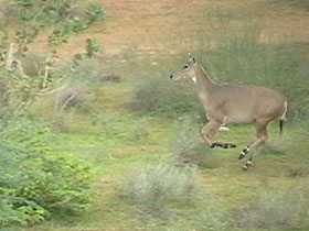 India wildlife camp, Jalore Wildlife Sanctuary