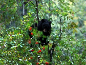 Bear watching holiday in British Columbia