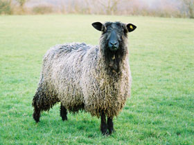 Self catering cottage in East Sussex