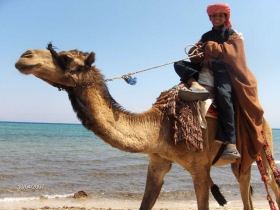 Sinai Bedouin beach camp accommodation, Egypt