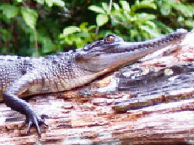 Gabon holiday