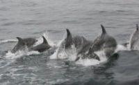 Cork self catering accommodation, dolphins