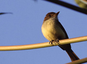 Weddings in Jamaica - birdlife