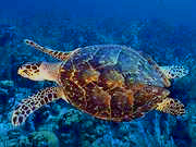 Hawksbill turtle, Saba ecolodge accommodation