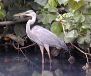Dominica ecolodge holiday, birdlife
