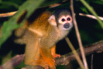 Capuchin near Peru rainforest ecolodge