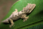 Lizard near Peru rainforest ecolodge