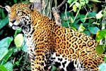 Jaguar near Peru rainforest ecolodge