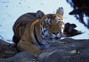Tiger, Tiger camp in Kanha Reserve