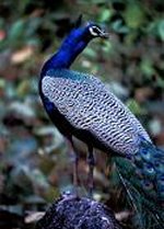 Peacock at Tiger camp in Kanha Reserve