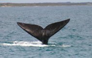 Whale watching, Luxury lodge in South Africa