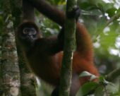 Wildlife at lodge in CostaRica
