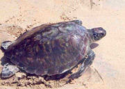 Turtle near Thailand beach resort