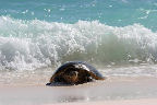 Sea turtle, Seychelles luxury accommodation