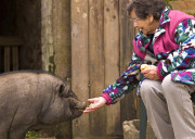 Pot bellied pig at disabled Brittany accommodation