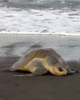 Sea turtle conservation near Costa Rica accommodation