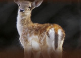 Deer at wildlife park near Epirus hotel