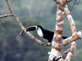 Tucan near Amazon eco lodge, Tambopata
