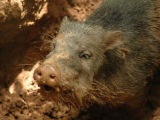 Wildlife near Amazon eco lodge, Tambopata