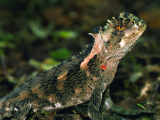 Lizard near Amazon eco lodge, Tambopata