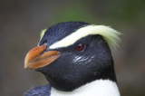 Penguin near Lake Moeraki lodge, New Zealand