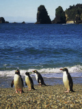 Penguins near Lake Moeraki lodge, New Zealand