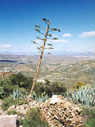 Landscape near Andalucia self catering cottage, Spain