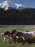 Sheep near Arthurs Pass lodge, New Zealand