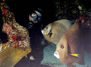Scuba diving, Central Island Andros beach resort, Bahamas