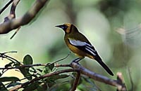 Jamaican Oriole, Birdwatching holiday in Jamaica