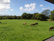 Countryside, Snowdonia guesthouse & B&B