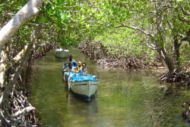 Honduras mangrove tour