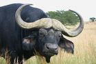 Wildlife in South Africa game reserve