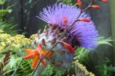Flower, village cottage in Limousin